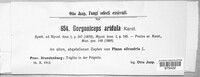 Gorgoniceps aridula image